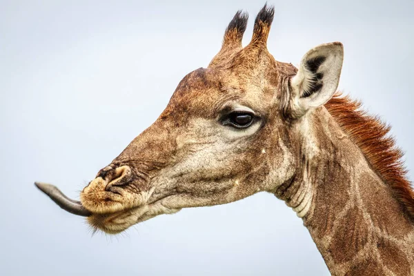 Perfil lateral de una jirafa . — Foto de Stock