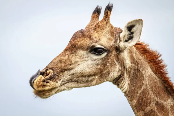 Боковой профиль жирафа . — стоковое фото
