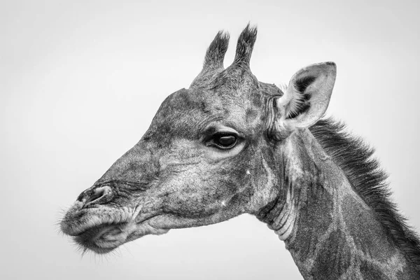 Side profile of a Giraffe in black and white.