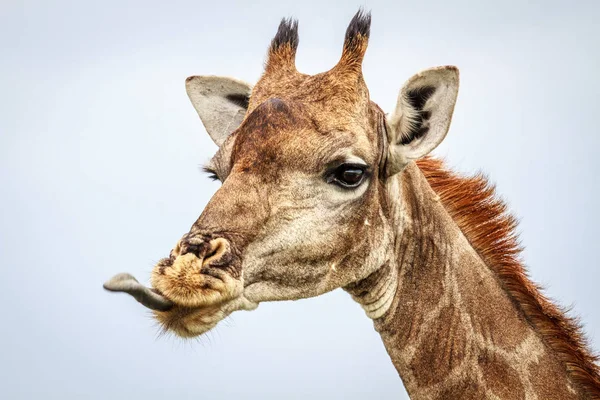Perfil lateral de una jirafa . — Foto de Stock