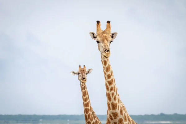 Жирафы смотрят в камеру . — стоковое фото