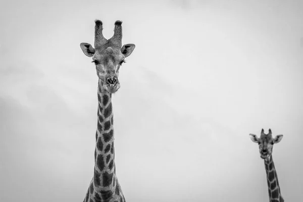 Girafe regardant la caméra en noir et blanc . — Photo