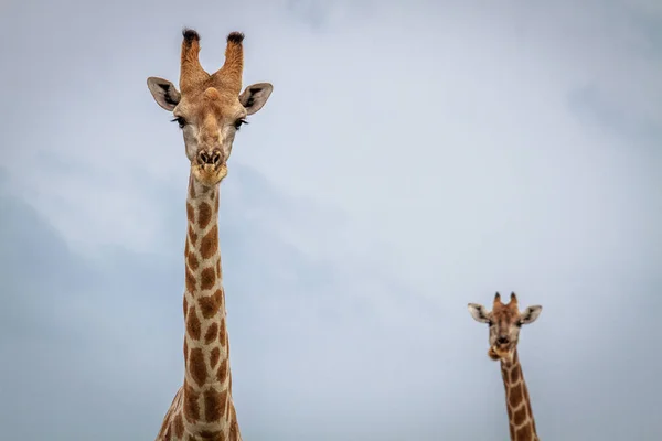 キリンがカメラを見て. — ストック写真