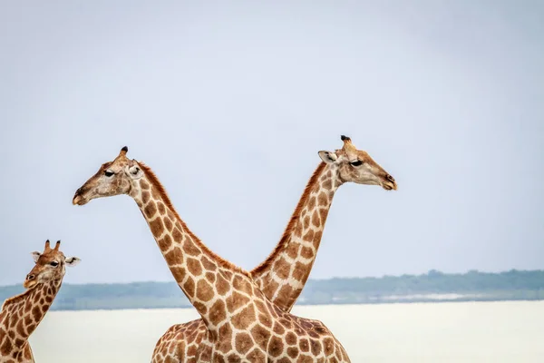 Deux girafes croisent le cou . — Photo