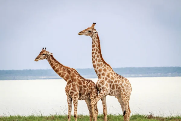 Profil latéral de deux girafes . — Photo