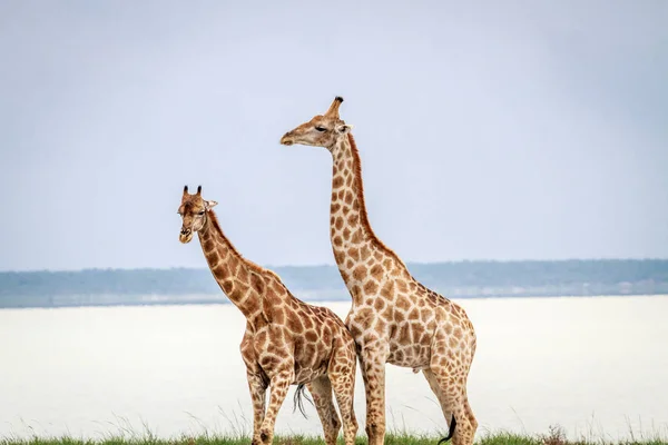 Profilo laterale di due giraffe . — Foto Stock