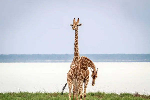 Girafa estrelando a câmera . — Fotografia de Stock