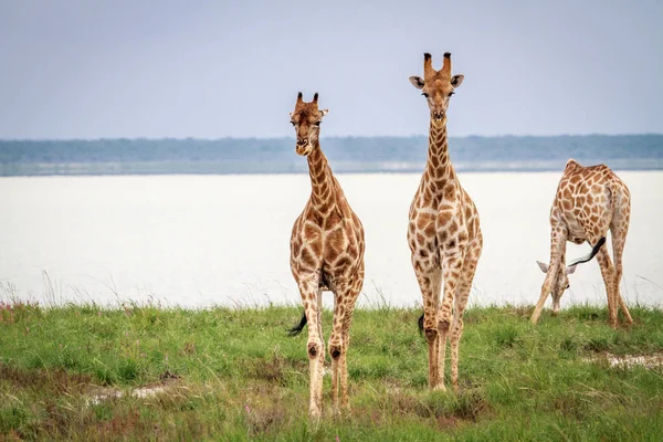 Girafas caminhando em direção à câmera . — Fotografia de Stock