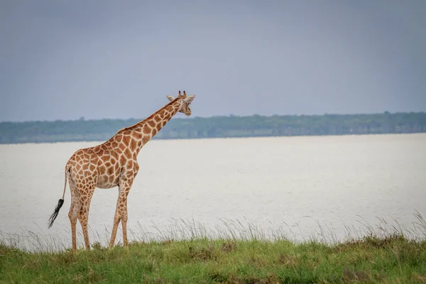 Jirafa mirando el lago . — Foto de Stock