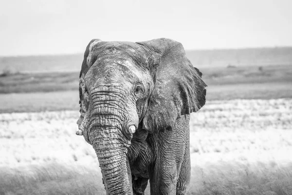 Sloní býk chůzi směrem k fotoaparátu. — Stock fotografie