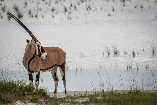 Nyársas antilop állandó víz közelében. — Stock Fotó