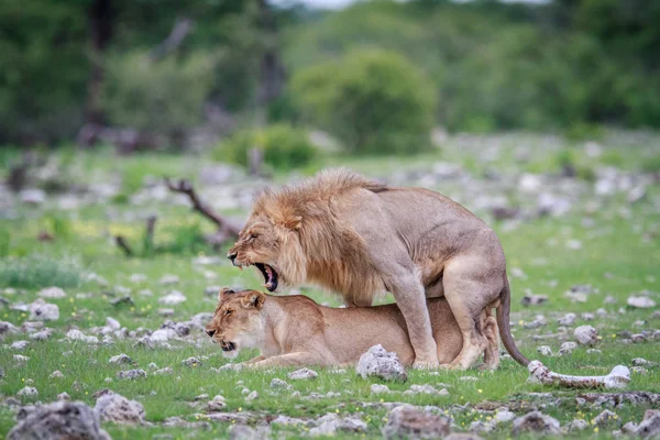 Mating pair of Lions. — Stock Photo, Image