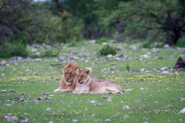 Pářící pár Lev v trávě. — Stock fotografie