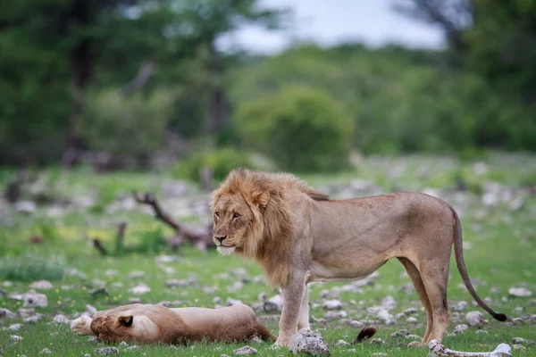 Lion parning par om i gräset. — Stockfoto