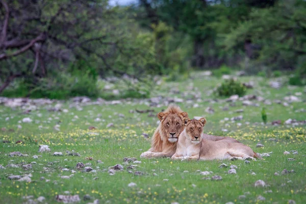 Un cuplu de leu împerechere stabilind în iarbă . — Fotografie, imagine de stoc