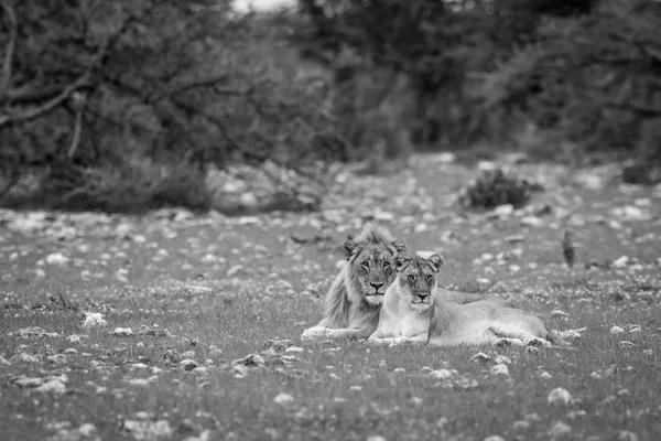 Um casal de acasalamento Leão deitado na grama . — Fotografia de Stock