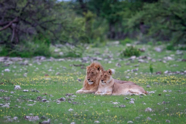 Un cuplu de leu împerechere stabilind în iarbă . — Fotografie, imagine de stoc