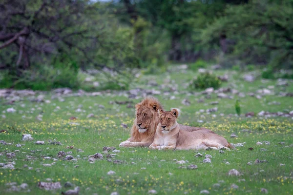 Pářící pár Lev v trávě. — Stock fotografie