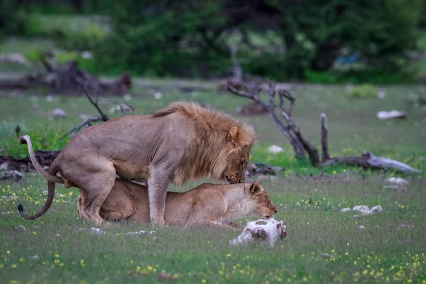 Спаривание пары львов . — стоковое фото
