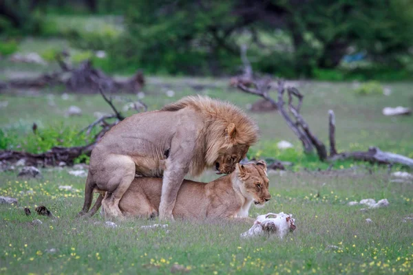 Pareja de Leones apareándose . — Foto de Stock