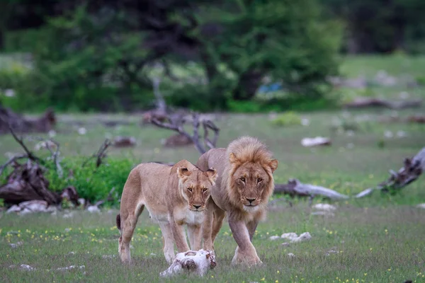 Couple d'accouplement de lion marchant dans l'herbe . — Photo