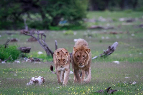Lion împerechere cuplu de mers pe jos în iarbă . — Fotografie, imagine de stoc