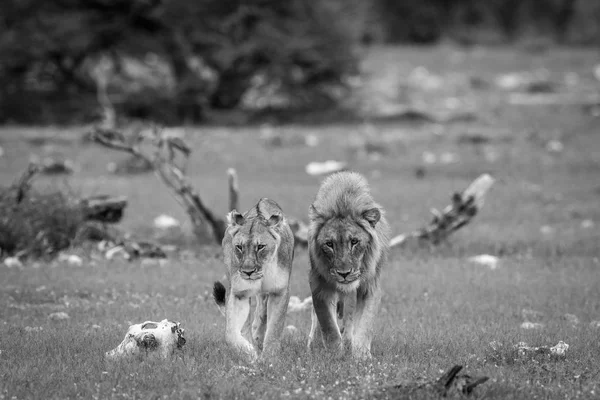 Leão casal acasalamento andando na grama . — Fotografia de Stock
