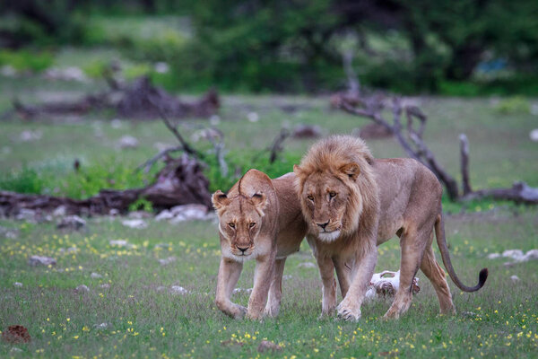 Lion mating couple walking in the grass.