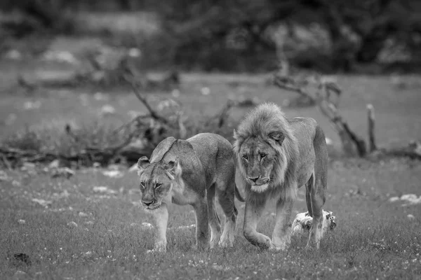 Couple d'accouplement de lion marchant dans l'herbe . — Photo
