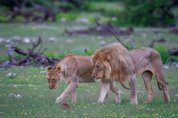 शेर मैटिंग जोड़ी घास में चल रही . — स्टॉक फ़ोटो, इमेज