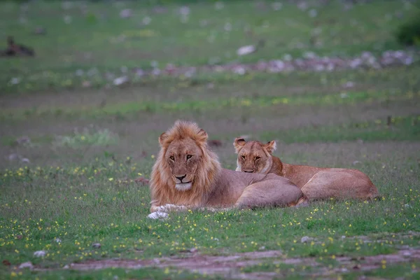 Un couple Lion accouplement couché dans l'herbe . — Photo