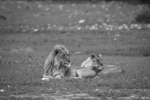 Un couple Lion accouplement couché dans l'herbe . — Photo