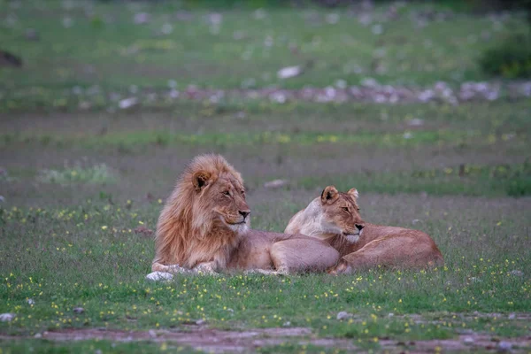 Una pareja León apareándose tendida en la hierba . — Foto de Stock