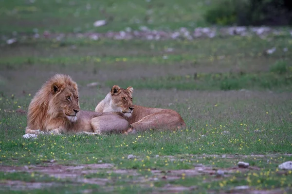 Una pareja León apareándose tendida en la hierba . — Foto de Stock