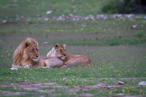 Una pareja León apareándose tendida en la hierba . — Foto de Stock