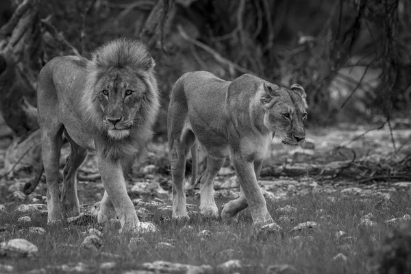 Lev, Páření, pár procházky v trávě. — Stock fotografie