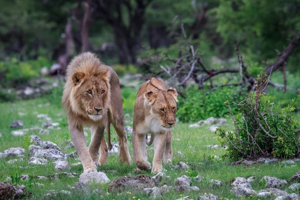 León apareamiento pareja caminando en la hierba . — Foto de Stock