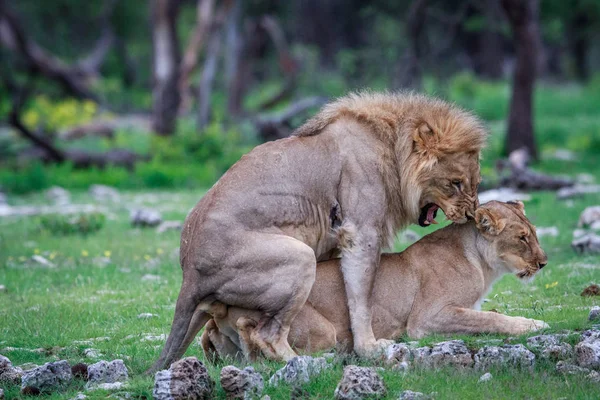 Спаровування пара левів. — стокове фото