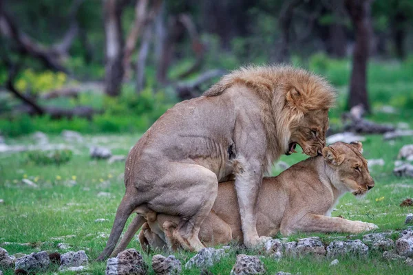 Paarung der Löwen. — Stockfoto