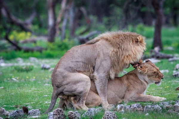 Aslan çifti çiftleşme.