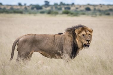 Yüksek çim erkek aslan.