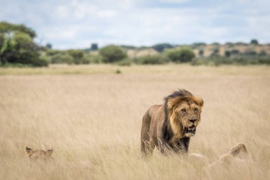 Aslan grubunda yüksek çimen.