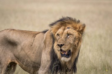 Yüksek çim erkek aslan.
