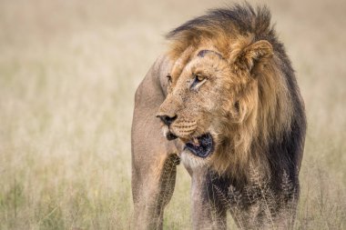 Yüksek çim erkek aslan.