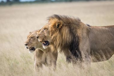 Aslanlar birkaç yüksek çim çiftleşme.