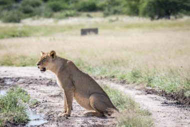 Toprak yolda oturan aslan.