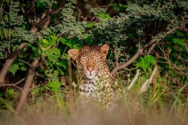 Çalıların arasında oynadığı leopar.
