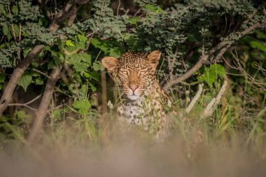Çalıların arasında oynadığı leopar.