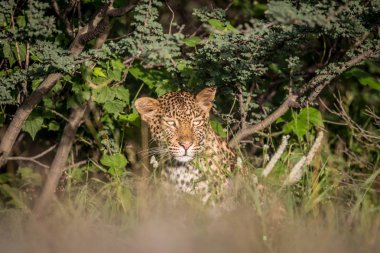 Çalıların arasında oynadığı leopar.