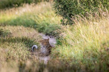 Bir yolda döşeme leopar.